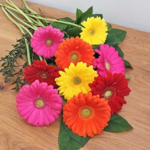 Gerbera Flower - JMC Florist