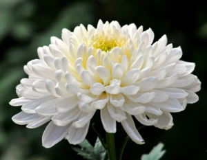 Mum Flower - JMC Florist