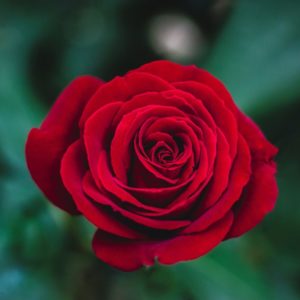 Red Rose