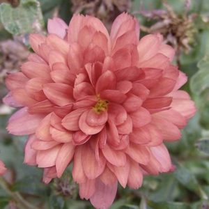 mum flower