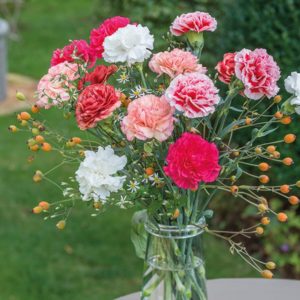 carnation