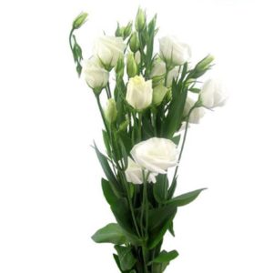 lisianthus
