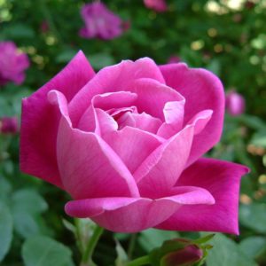 chinese-rose