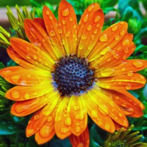 Gerbera