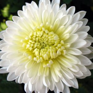 mum flower