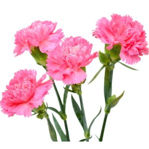 Carnation