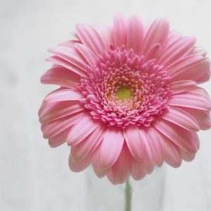 gerbera
