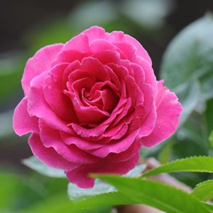 Chinese-rose