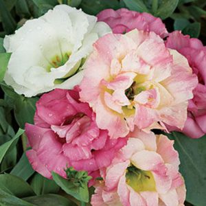 lisianthus