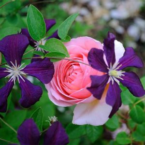 pink rose
