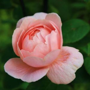 Rose Pink