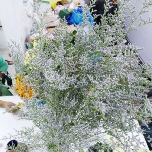 Limonium