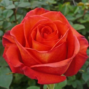 Red Local Rose