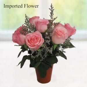 Imported Flower