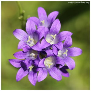 Violet Flower