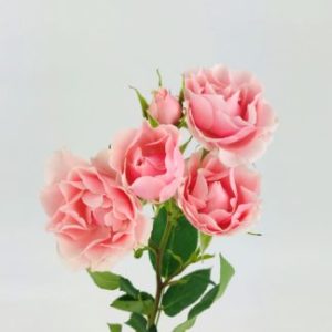 Pink Flower