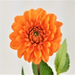 Orange Flower