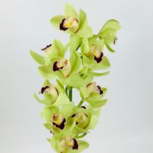 Green Flower