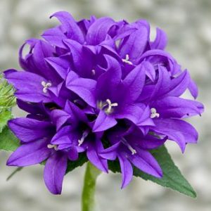Purple Flower
