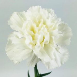 White Flowers