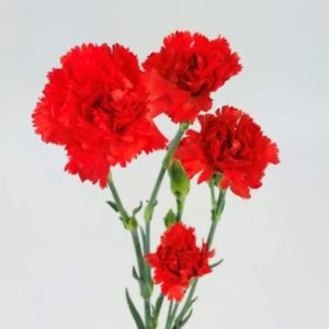 Red Flower