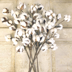 cotton-stick