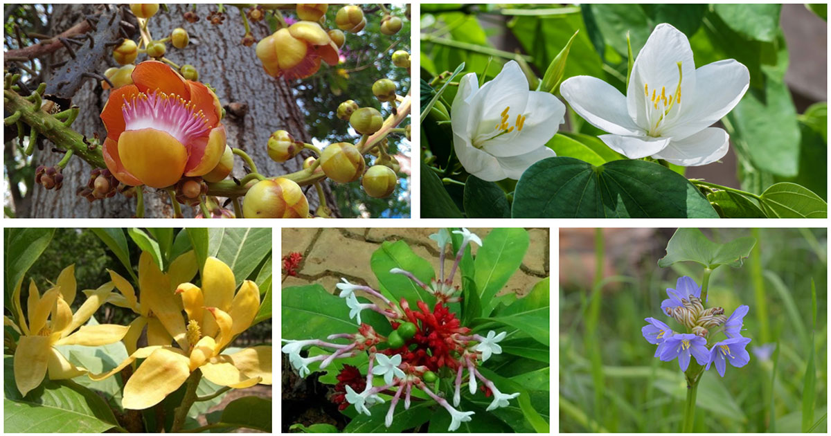 বাংলাদেশের অজানা পাঁচটি ফুল
