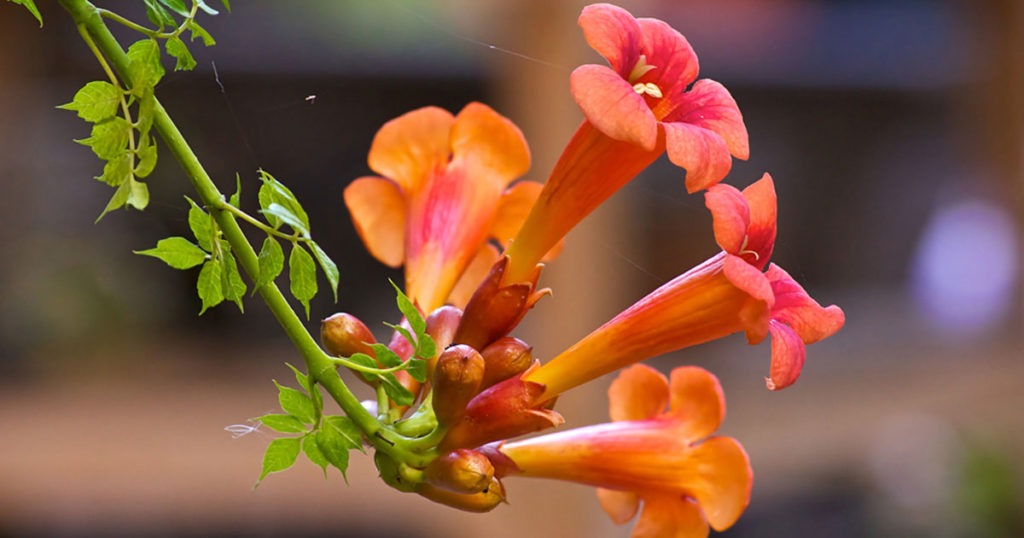 Today’s-Birthday-Flower--25th-March