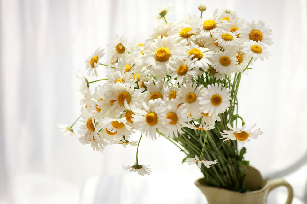 Daisy Bouquet - Best Propose Flowers to Make Her Say Yes
