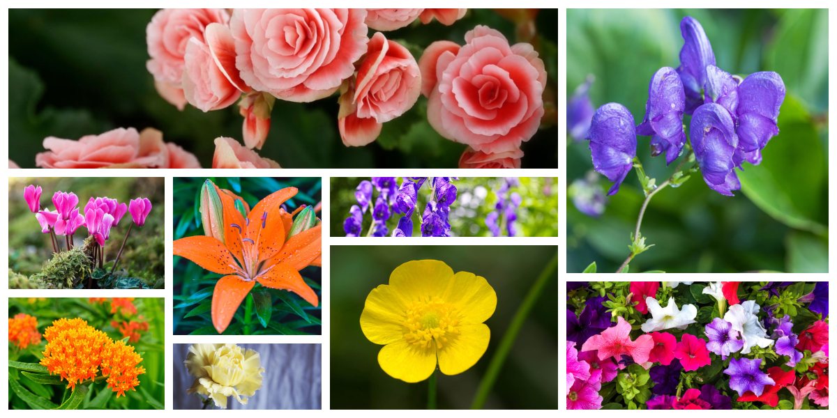 9 Flowers You Should Never Give to Anyone, Ever