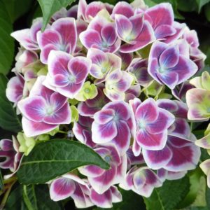 hydrangea